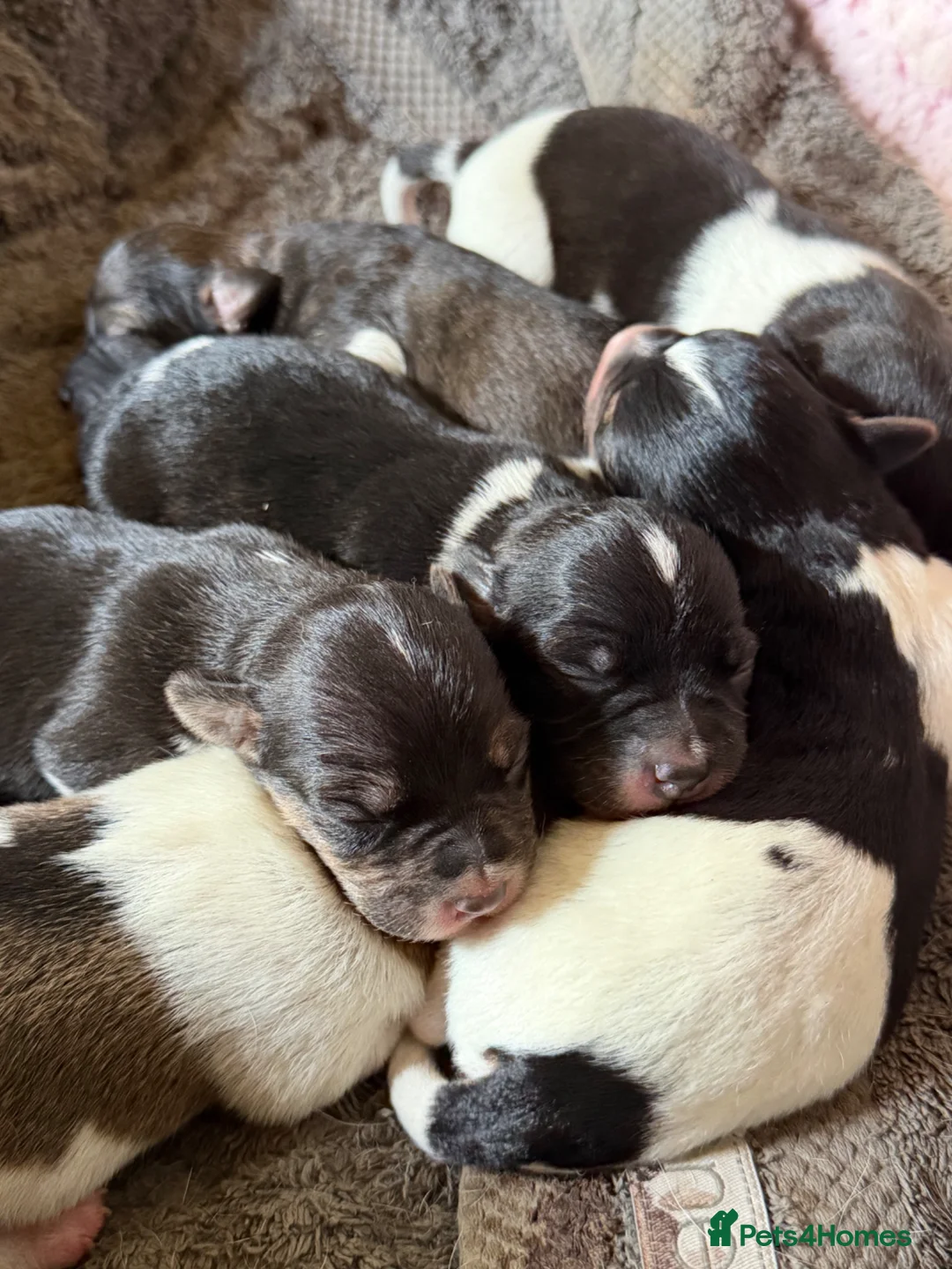 Jack Russell dogs for sale: Jack Russell puppies in Sheerness - Advert 1