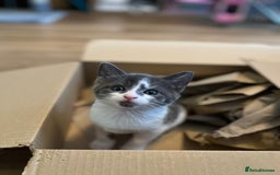 Domestic Shorthair cats for sale: 8 week old kittens - Image 3