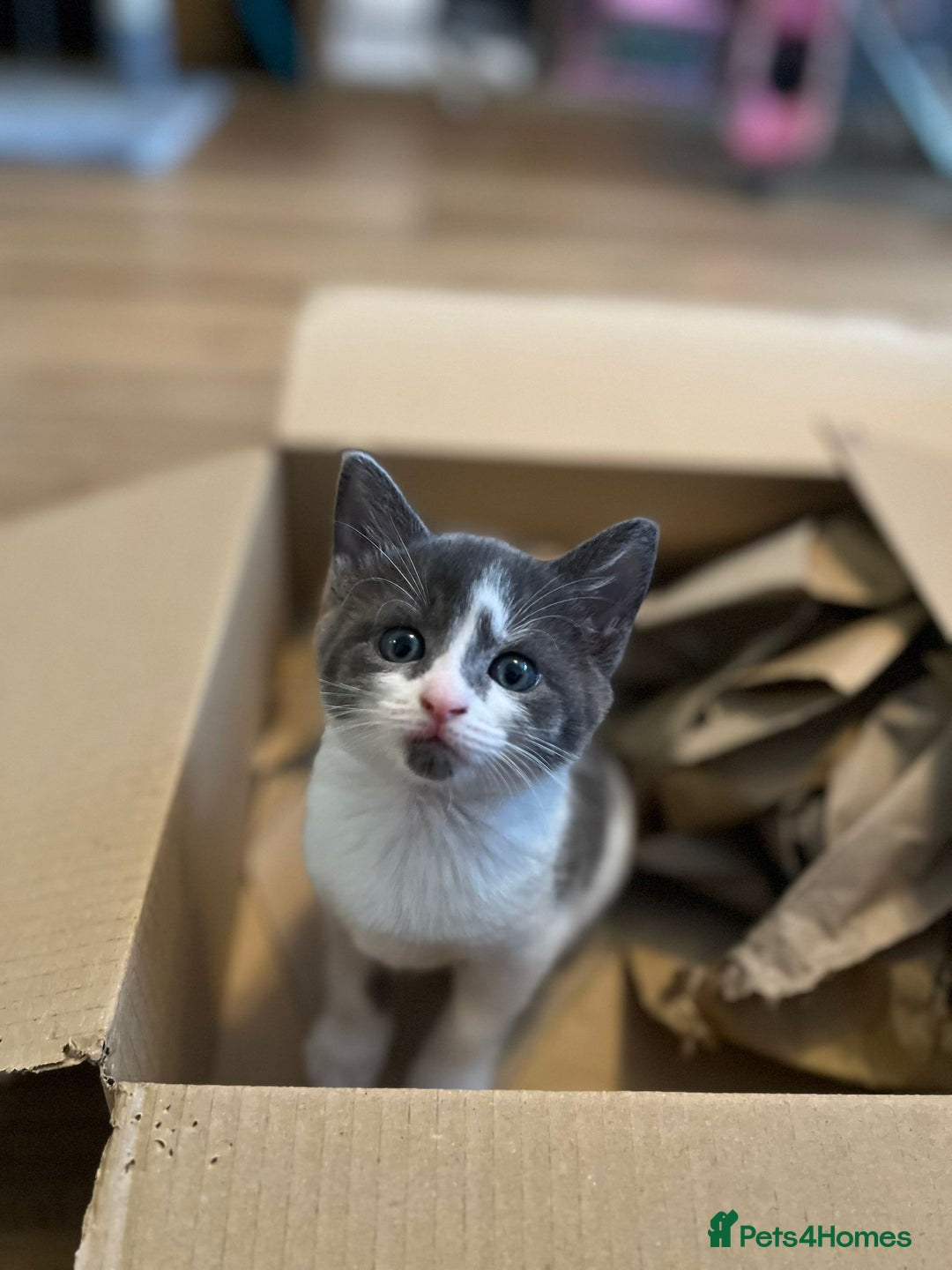 Domestic Shorthair cats for sale: 8 week old kittens - Image 3
