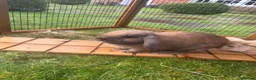 Mini Lop rabbits for sale: 2 Bonded mini lops  - Advert 1