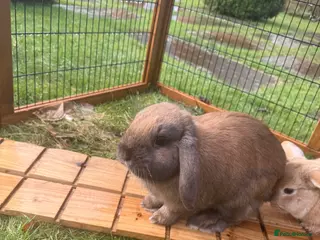 Mini Lop rabbits 2 Bonded mini lops - Advert 1