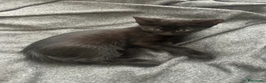 Black kitten 1
