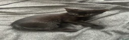 Mixed Breed cats for sale: Kittens ready to leave next week - Advert 6