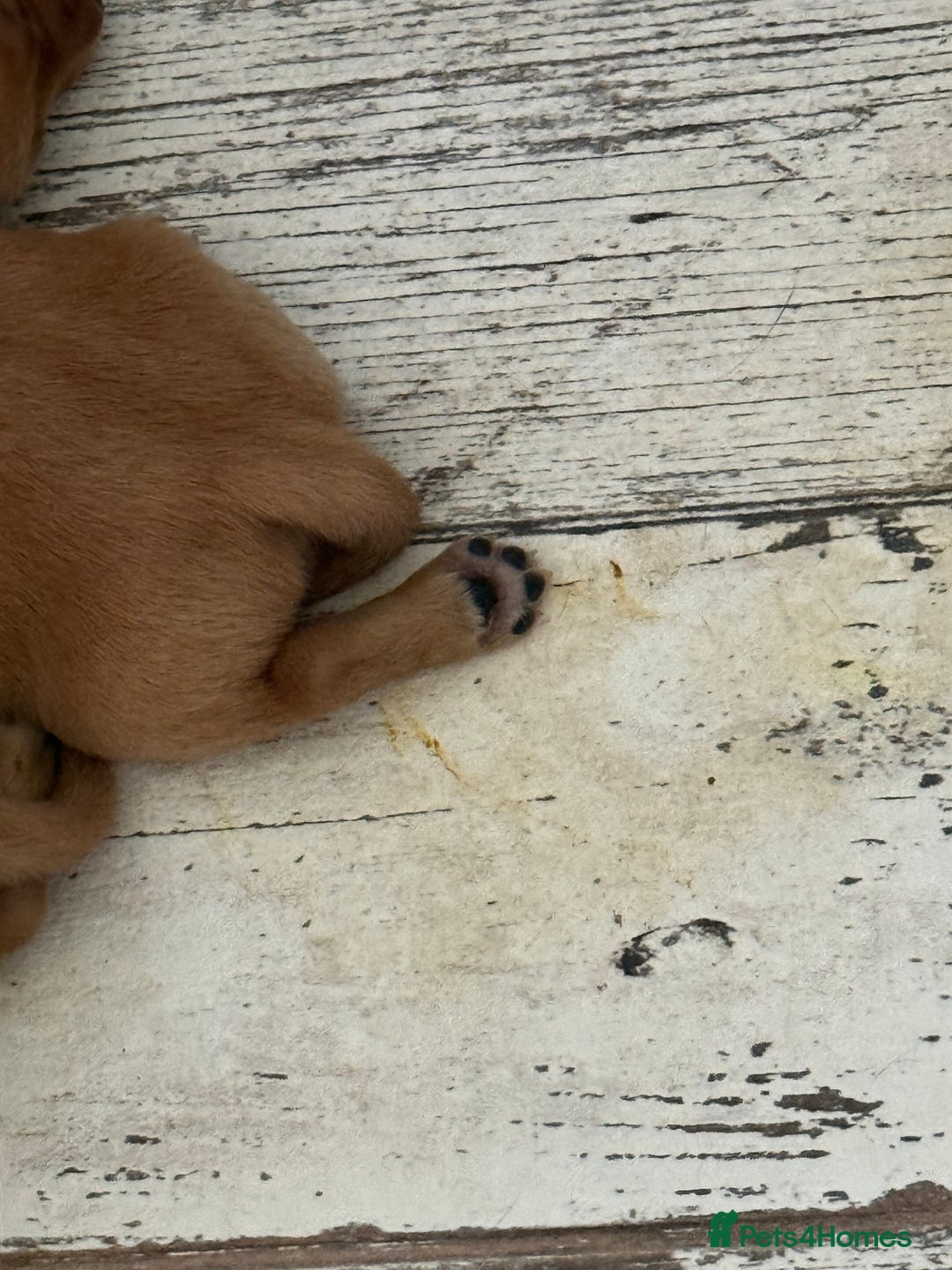 Labrador Retriever dogs for sale: Fox Red Labradors - Image 7