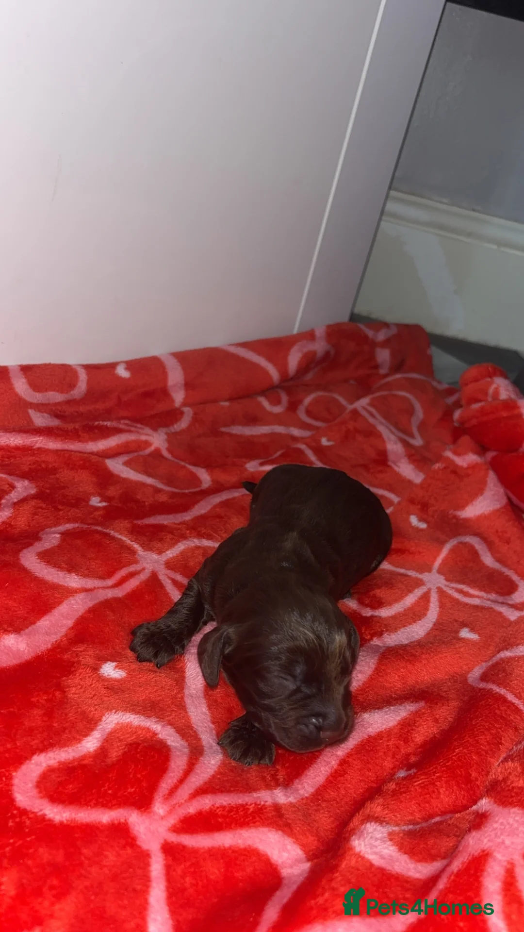 Cocker Spaniel dogs for sale: 4 working cocker spaniel males  - Advert 9