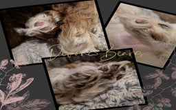 Cockapoo dogs for sale: 5*Licenced. DNA tested English cockerpoos. - Image 27