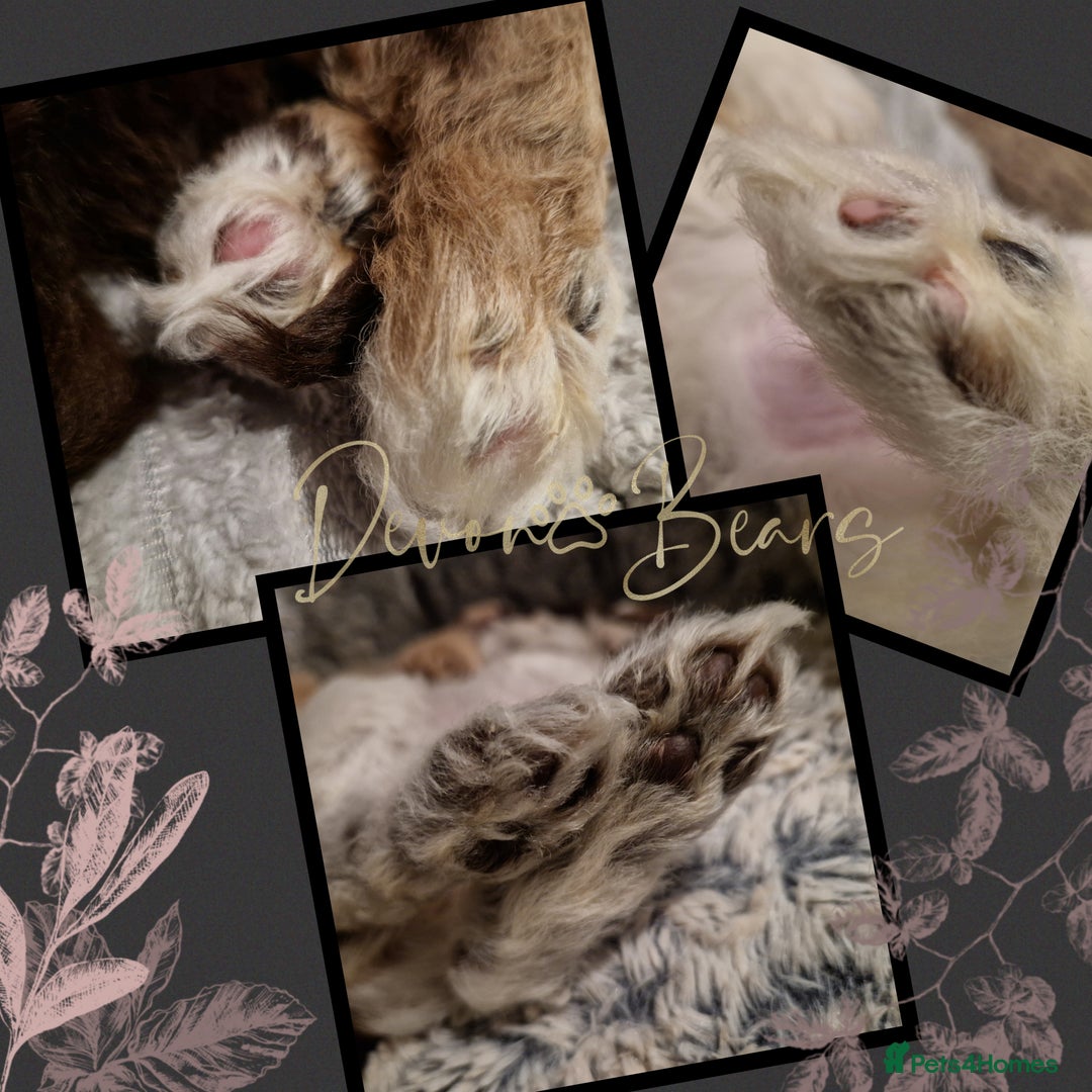 Cockapoo dogs for sale: 5*Licenced. DNA tested English cockerpoos. - Image 27