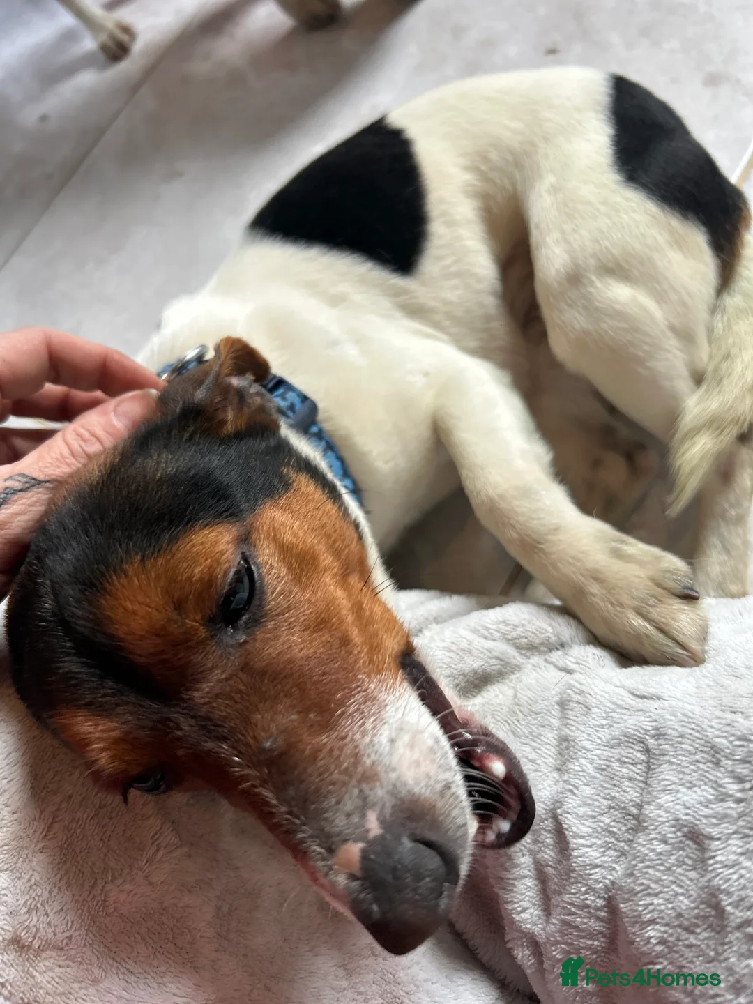 Jack Russell dogs for sale: Male and female Jack Russell not related  in Middlesbrough - Advert 2