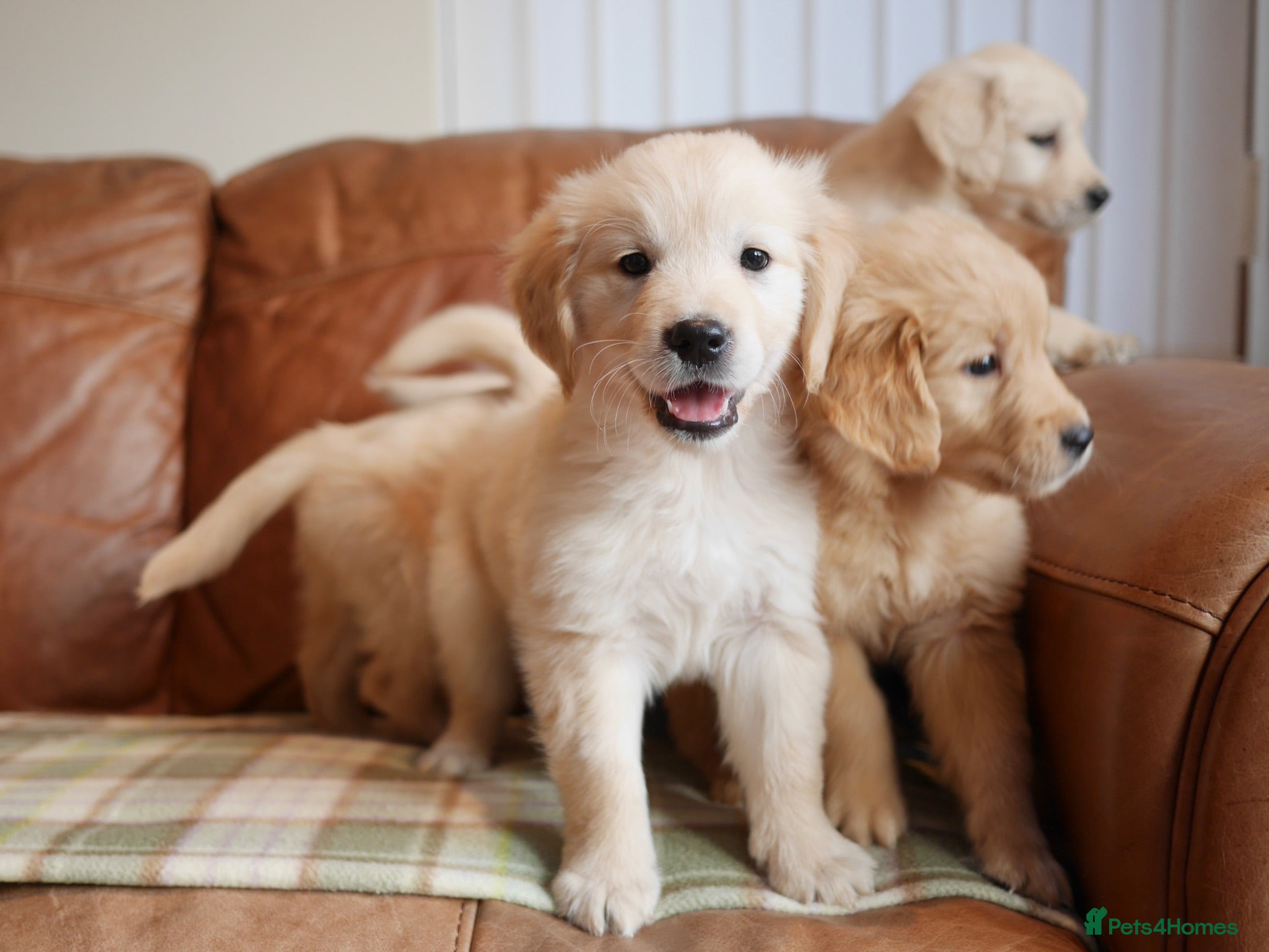 Golden Retriever dogs Quality Health Tested Golden Retriever Puppies - Advert 2