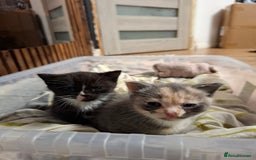 Mixed Breed cats for sale: Lovely kitchen boy looking new home  - Advert 7