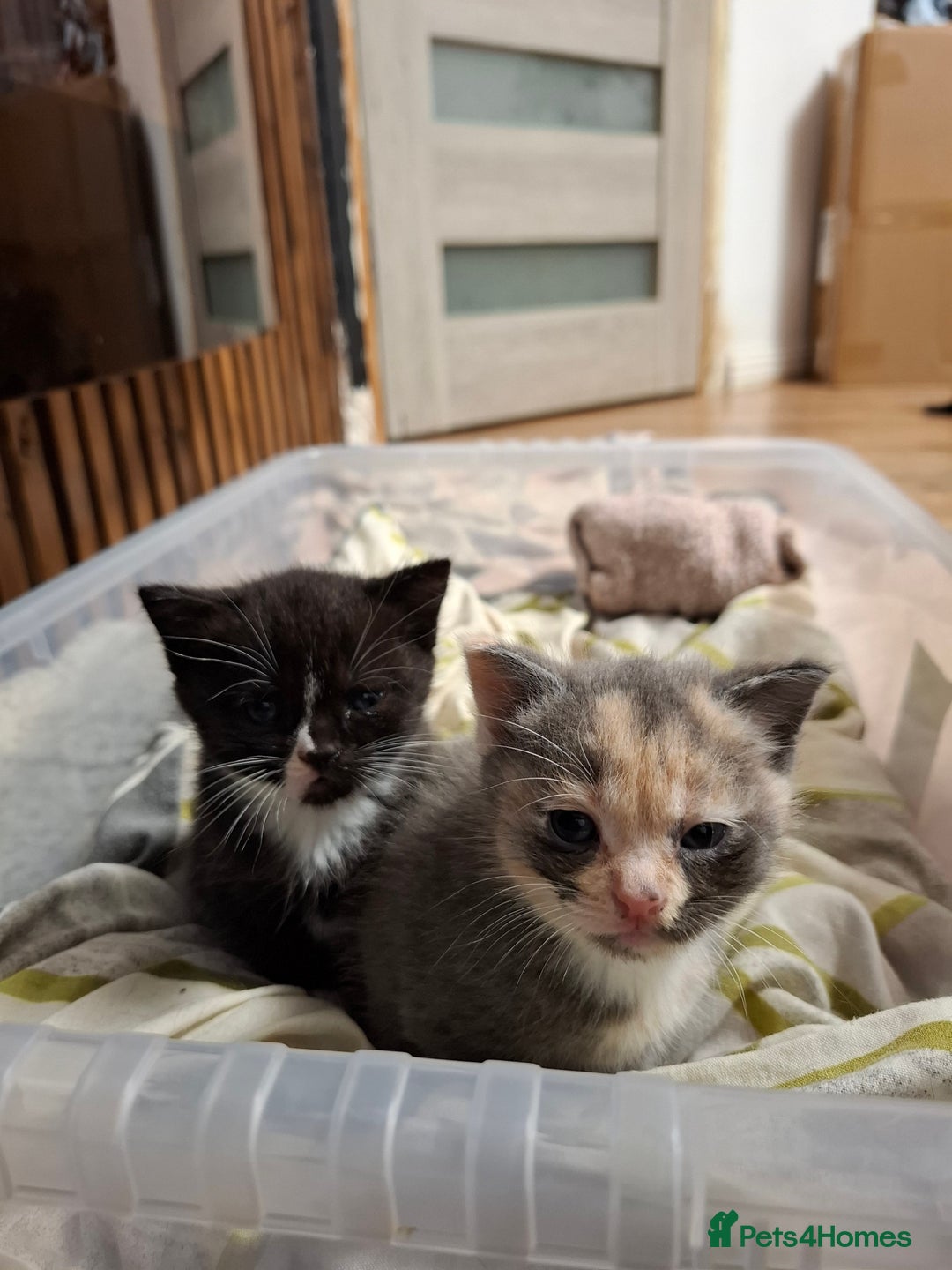 Mixed Breed cats for sale: Lovely kitchen boy looking new home  - Advert 7