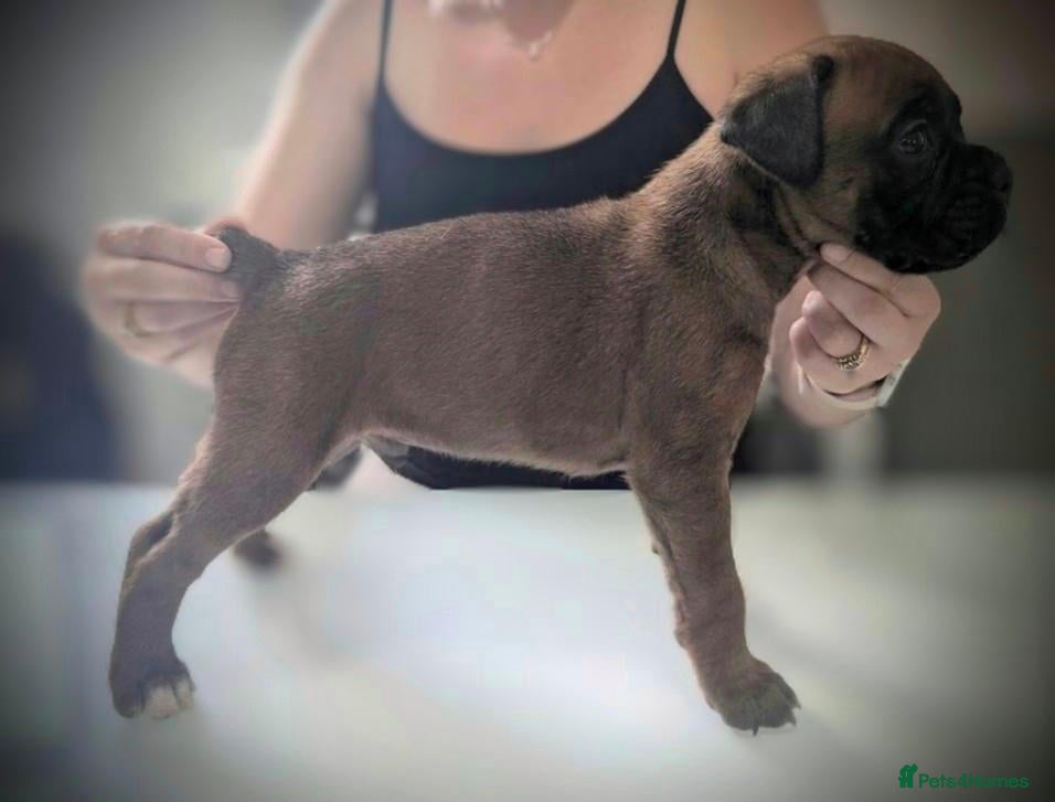 Boxer dogs KC Registered red bob tail boxer boy  - Advert 1
