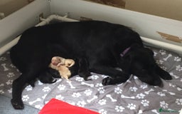 Labrador Retriever dogs for stud: Labrador stud dog produces black yellow chocolate - Image 9
