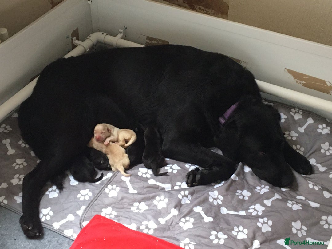 Labrador Retriever dogs for stud: Labrador stud dog produces black yellow chocolate - Image 9
