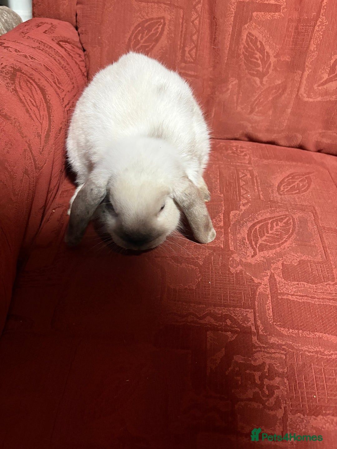 Mixed Breed rabbits for sale: Male rabbit looking for good home  - Advert 4
