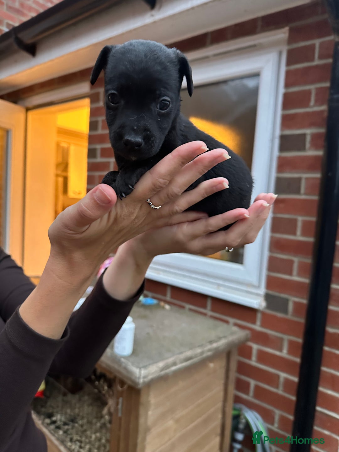 Patterdale Terrier dogs for sale: Patterdale puppies  - Image 12