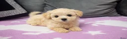 Maltipoo dogs for sale: Tiny Korean Maltipoo  - Advert 4