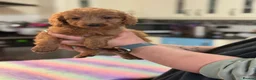 Australian Labradoodle dogs for sale: *reduced**  health checked Australian labradoodles - Advert 26