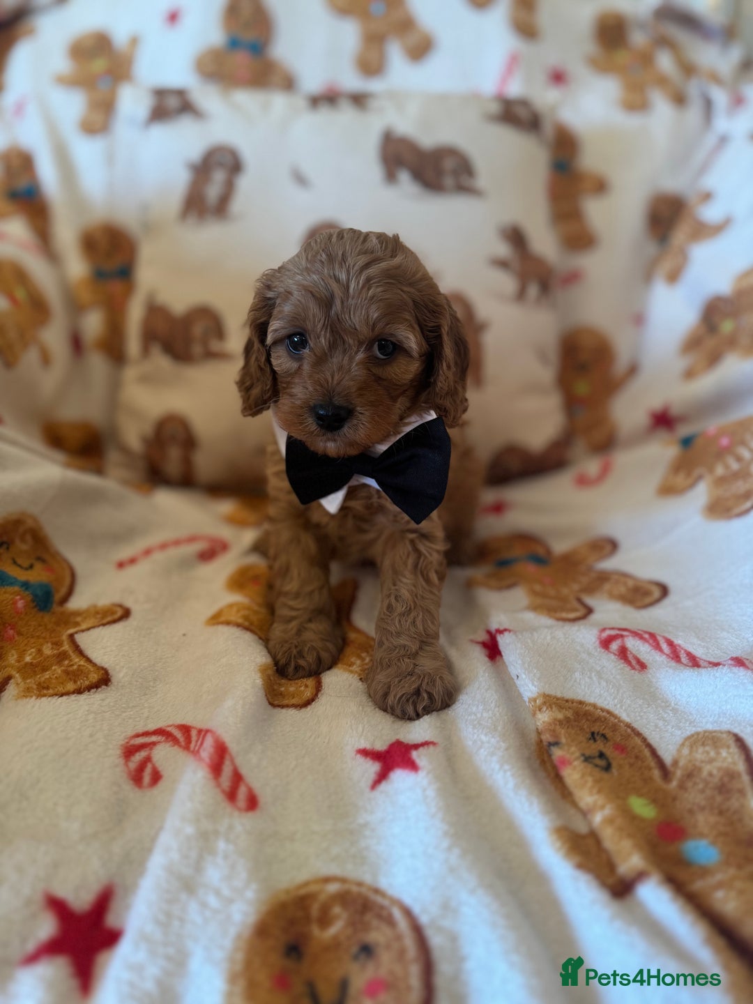 Cavapoo dogs for sale: Stunning cavapoos - Advert 10
