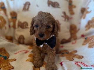 Cavapoo dogs Stunning cavapoos - Advert 5