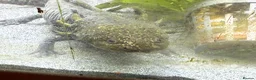 Axolotl reptiles for sale: Axalotols and tank  - Advert 3