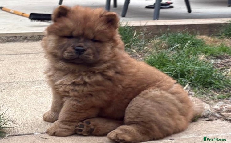 Chow Chow dogs - Advert 5