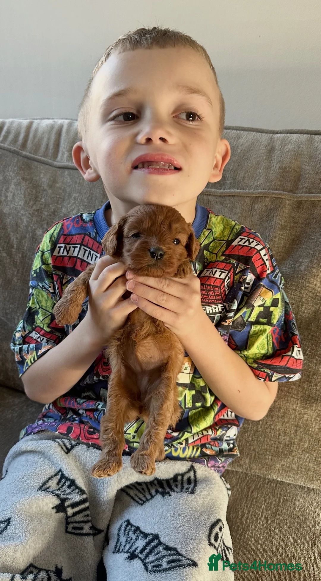 Cavapoo dogs for sale: Deep red cavpoo girls - Advert 2