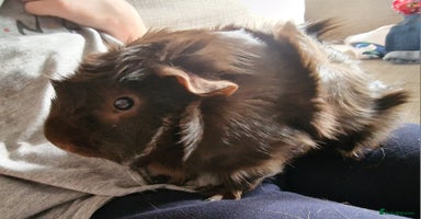 Guinea Pig rodents - Advert 8