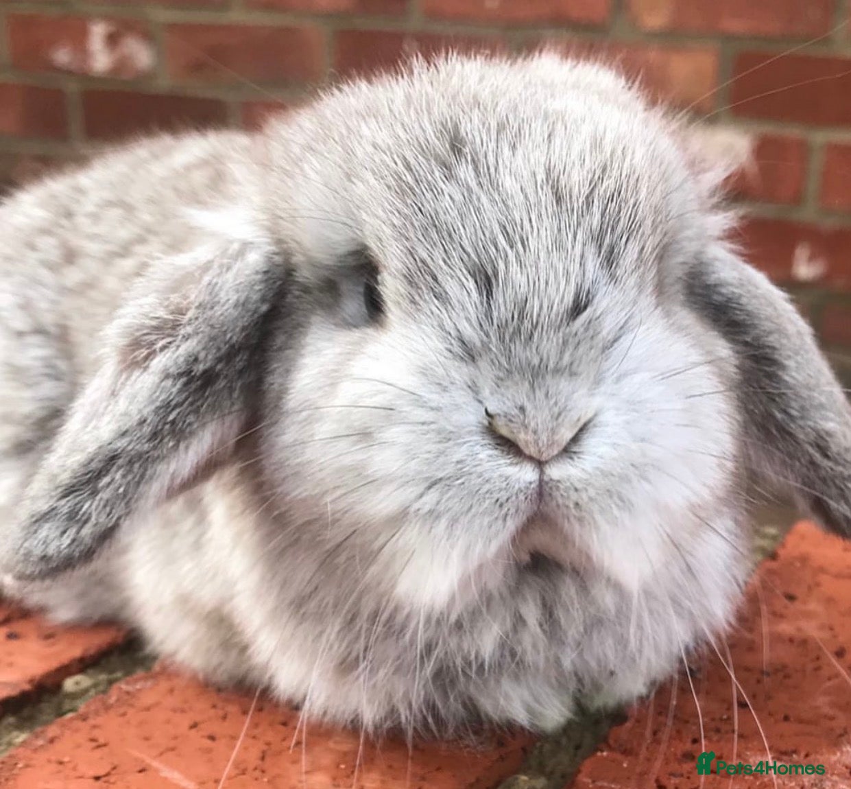 Mini Lop rabbits 2 adult mini lops  - Advert 10