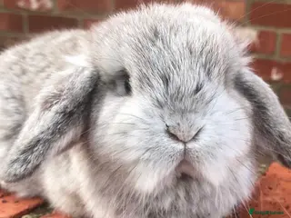 Mini Lop rabbits 2 adult mini lops - Advert 10