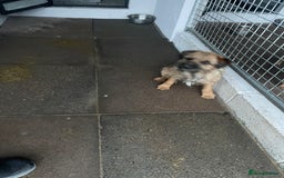 Border Terrier dogs for sale: Border terrier bitch kc reg - Image 8