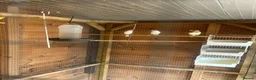 Canaries birds for sale: Rhineland canaries  - Advert 3