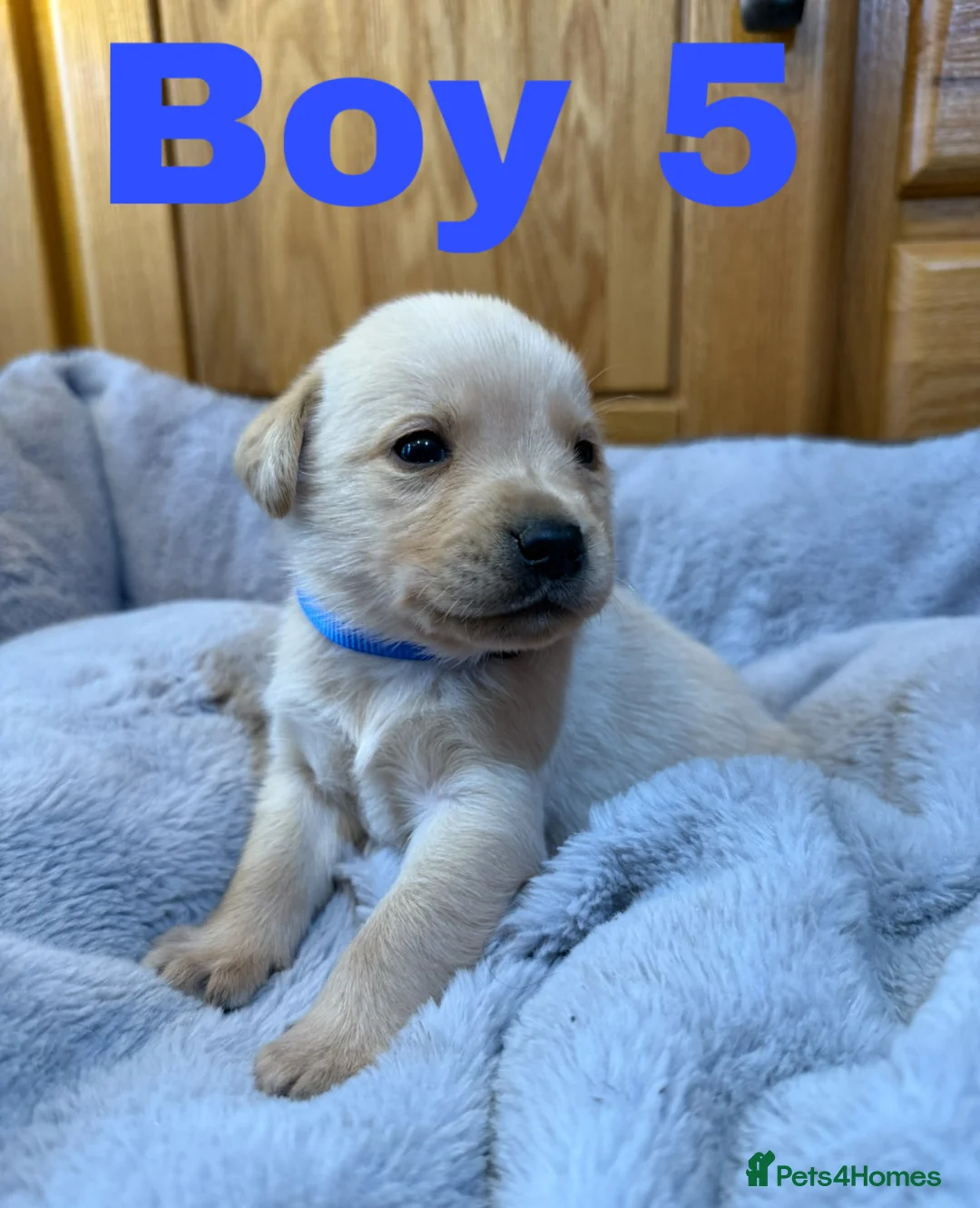 Labrador Retriever dogs for sale: 2 left- Purebred Labrador Puppies - Advert 7