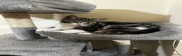 Domestic Shorthair cats for sale: Beautiful Tabby Girl Seeking Her Forever Home 🐾 - Advert 19