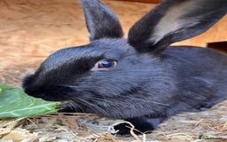 English rabbits for sale: New Zealand X English boy **READY NOW** - Image 2