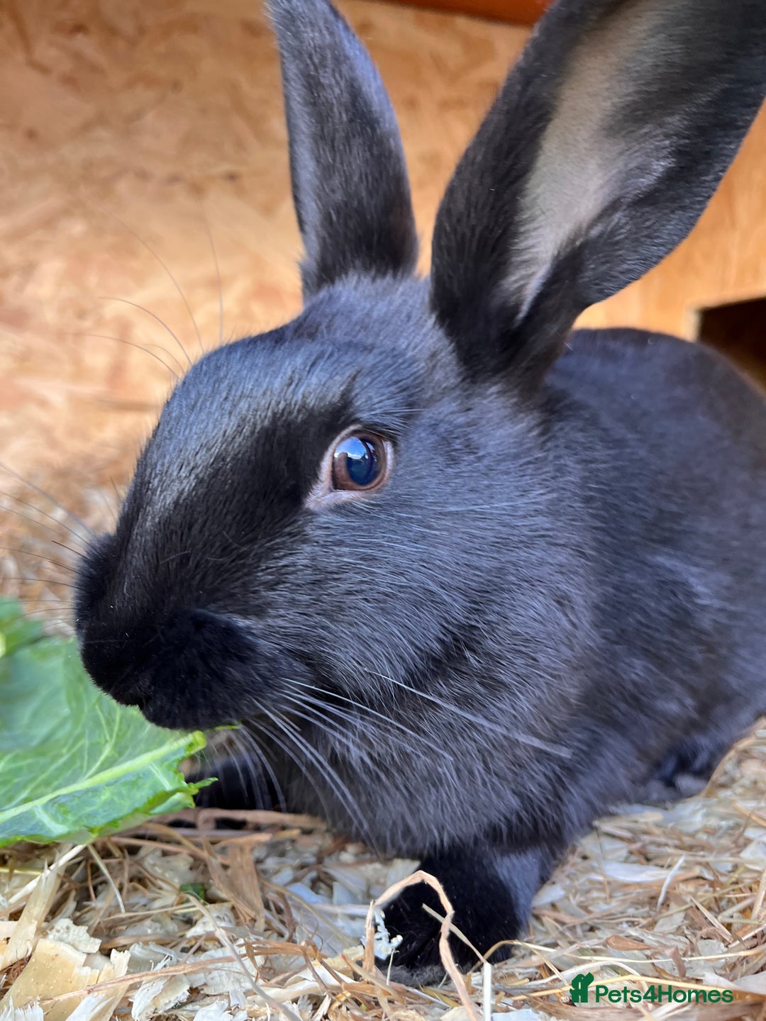 English rabbits for sale: New Zealand X English boy **READY NOW** - Image 2