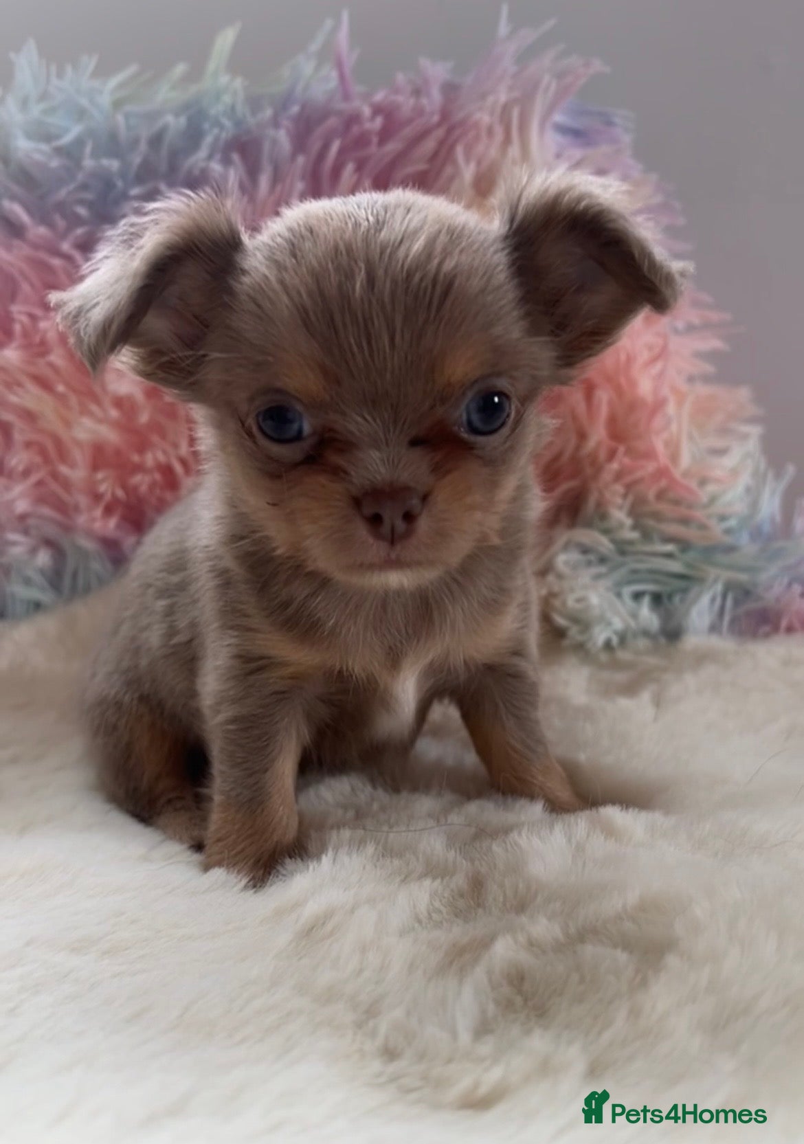 Chihuahua dogs KC LONG COAT CHIHUAHUAS - Advert 1