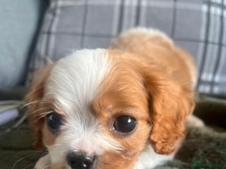 Cavalier King Charles Spaniel dogs Kc reg Cavalier king Charles - Advert 1