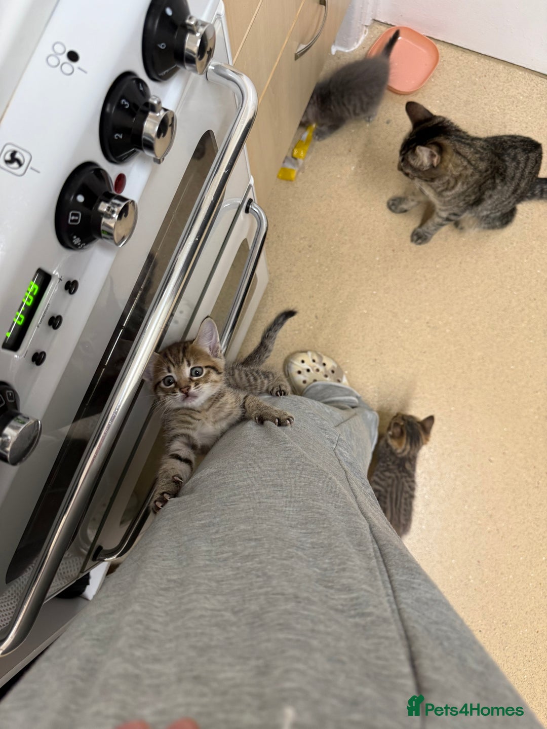 Domestic Shorthair cats for sale: Adorable, playful kitties ready for their homes - Image 11