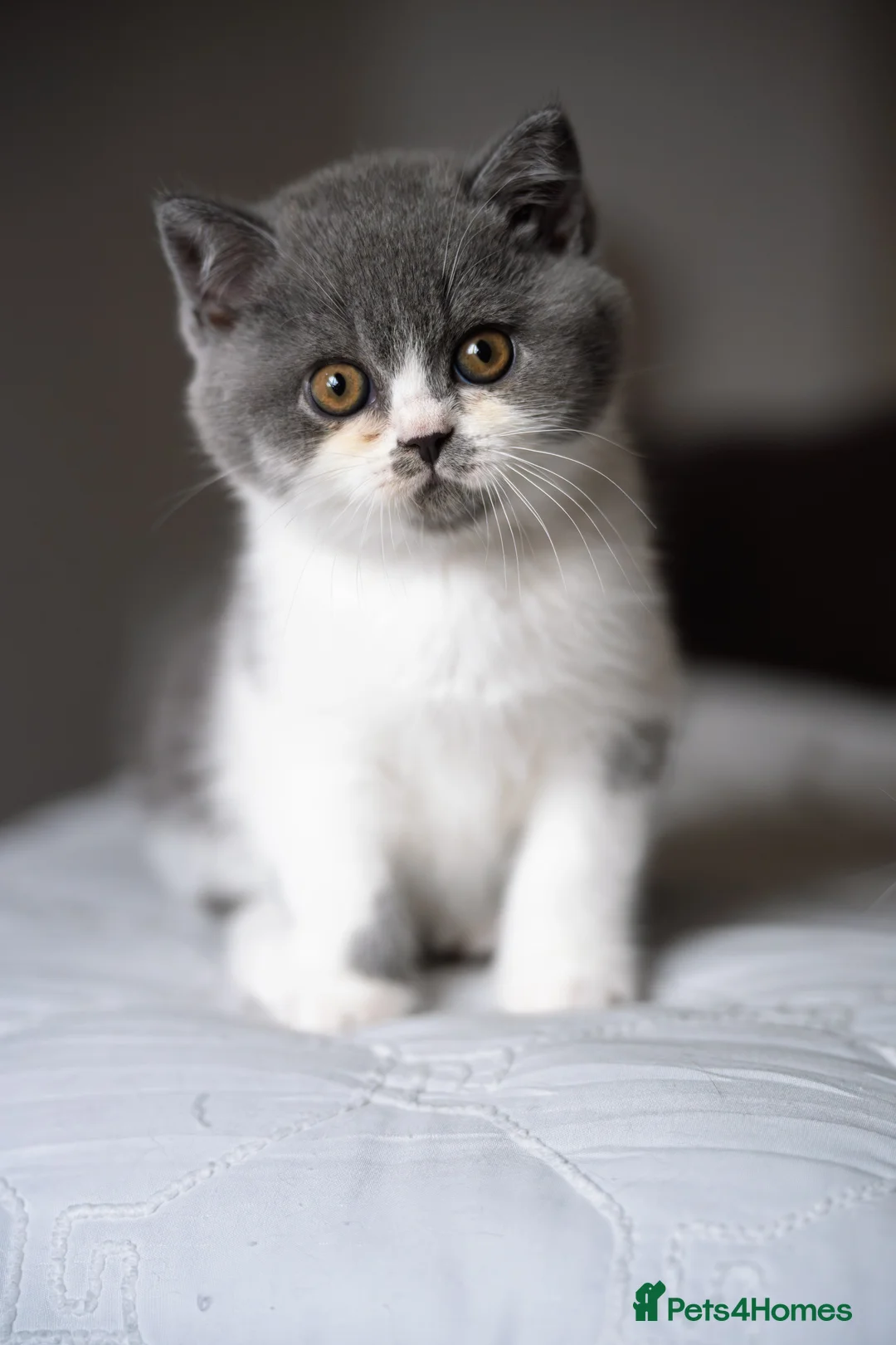 British Shorthair cats for sale: GCCF and TICA Registered -Show Quality BSH. - Advert 8