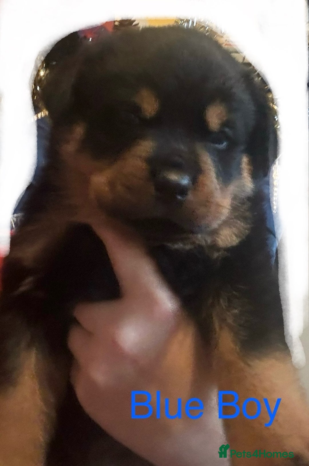 Rottweiler dogs for sale: **7 Pure Breed Rottweiler puppies** - Advert 9