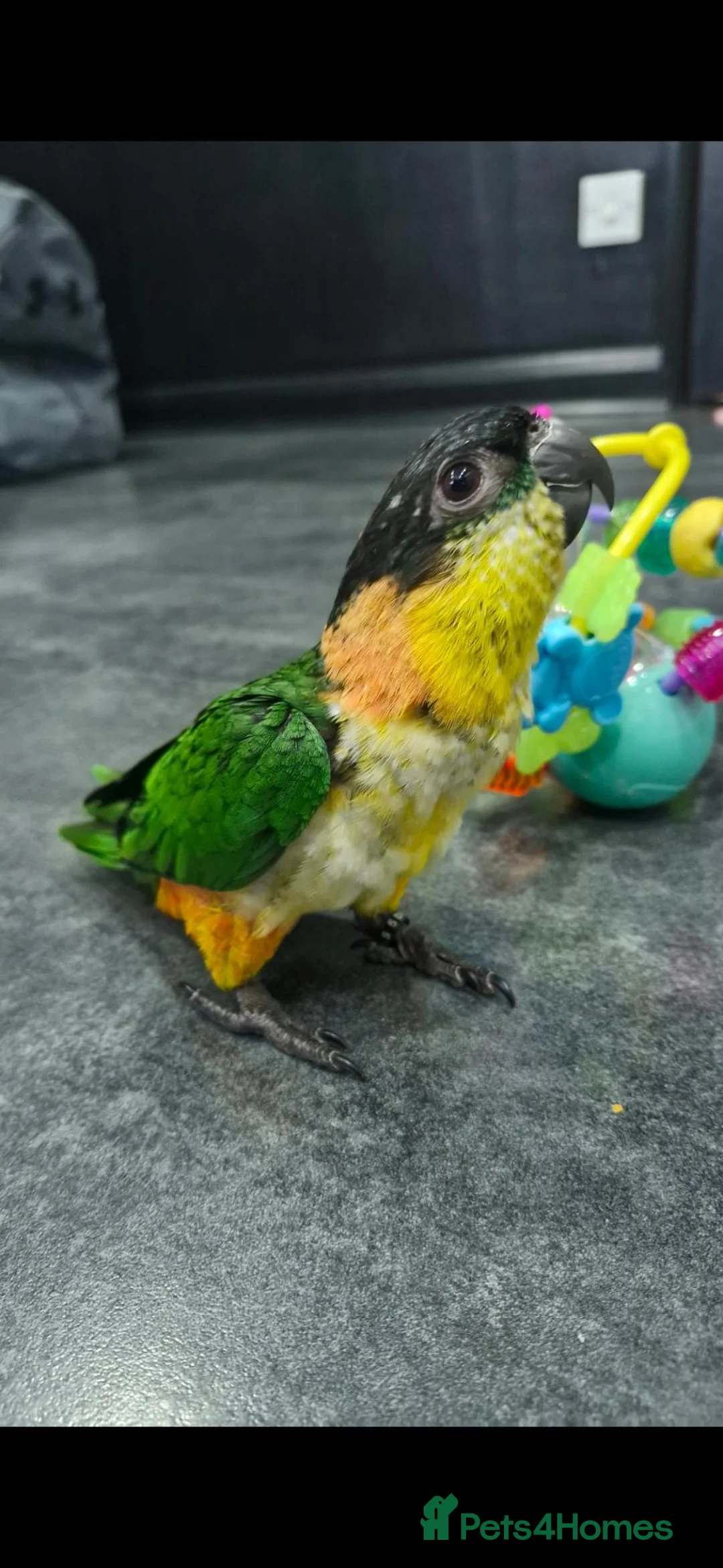 Parrots birds for sale: Hand reared Baby Black Headed Caiques  - Advert 2