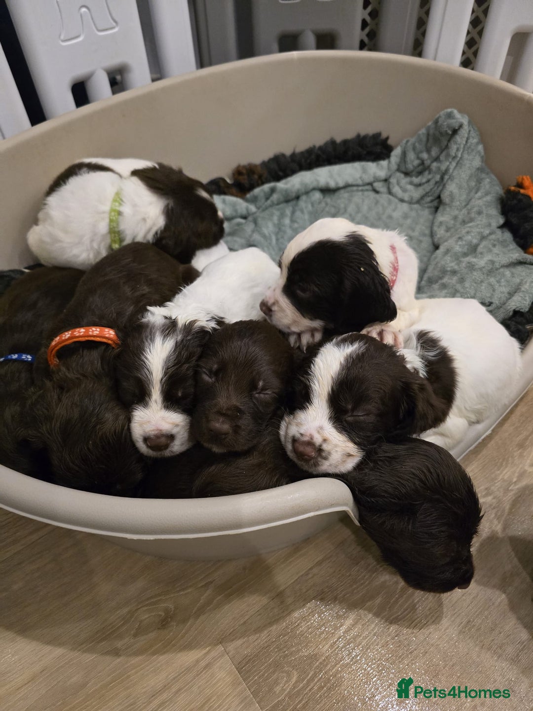 Sprocker dogs for sale: Sprocker Puppies - Advert 16