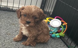 Cavapoo dogs for sale: SUPER EXTENSIVELY HEALTH TESTED 200+ DNA CLEAR 🐶 - Advert 4