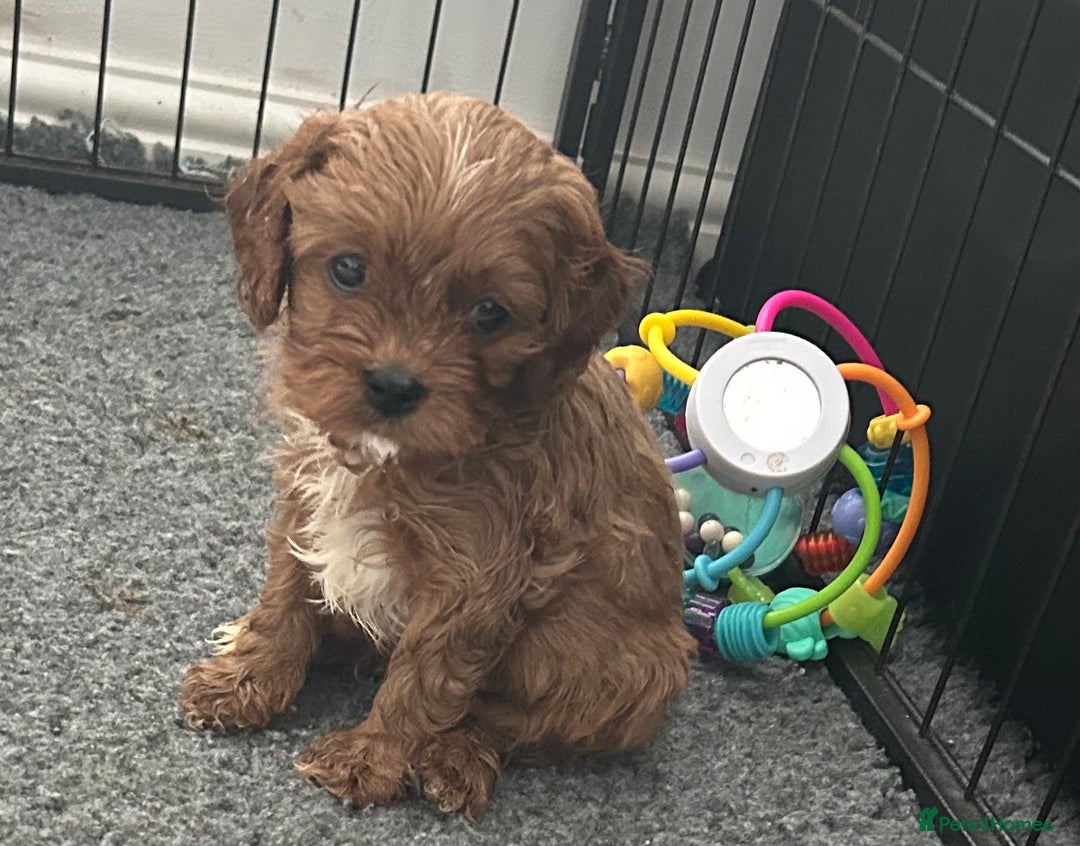Cavapoo dogs for sale: SUPER EXTENSIVELY HEALTH TESTED 200+ DNA CLEAR 🐶 - Advert 4