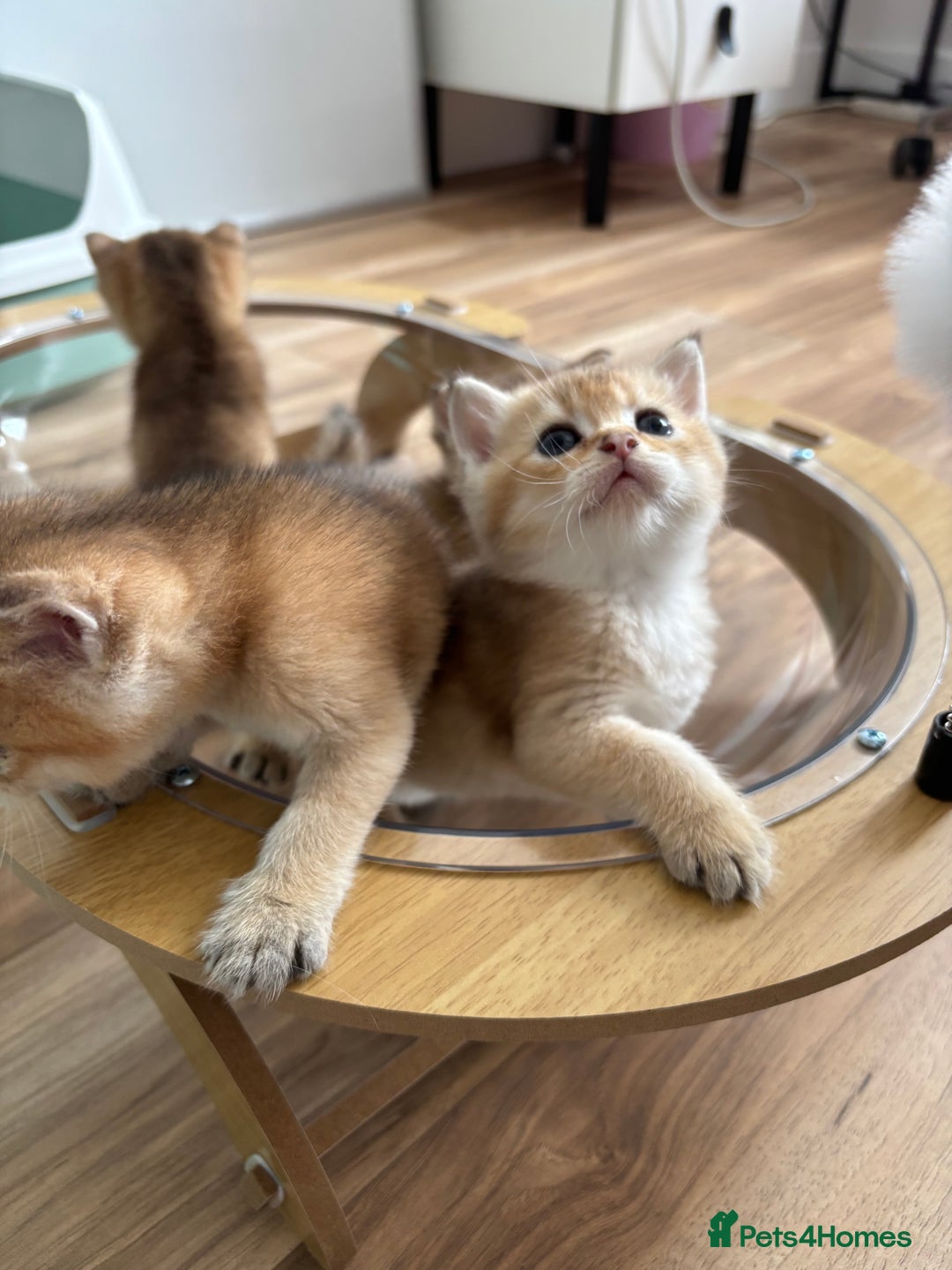 British Shorthair cats for sale: GCCF BSH fluffy kittens - Image 5