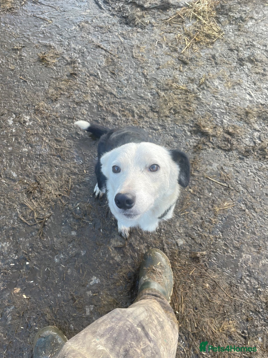 Mixed Breed dogs for sale: Sprollies  - Advert 11