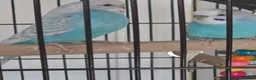 Parrots birds for sale: Pair of Blue Budgies for £150 in Birmingham - Advert 5