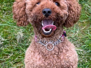 Cavapoo dogs 💓 2 Remaining Toy Cavapoo Teddy Bear Puppies 💓 - Advert 6