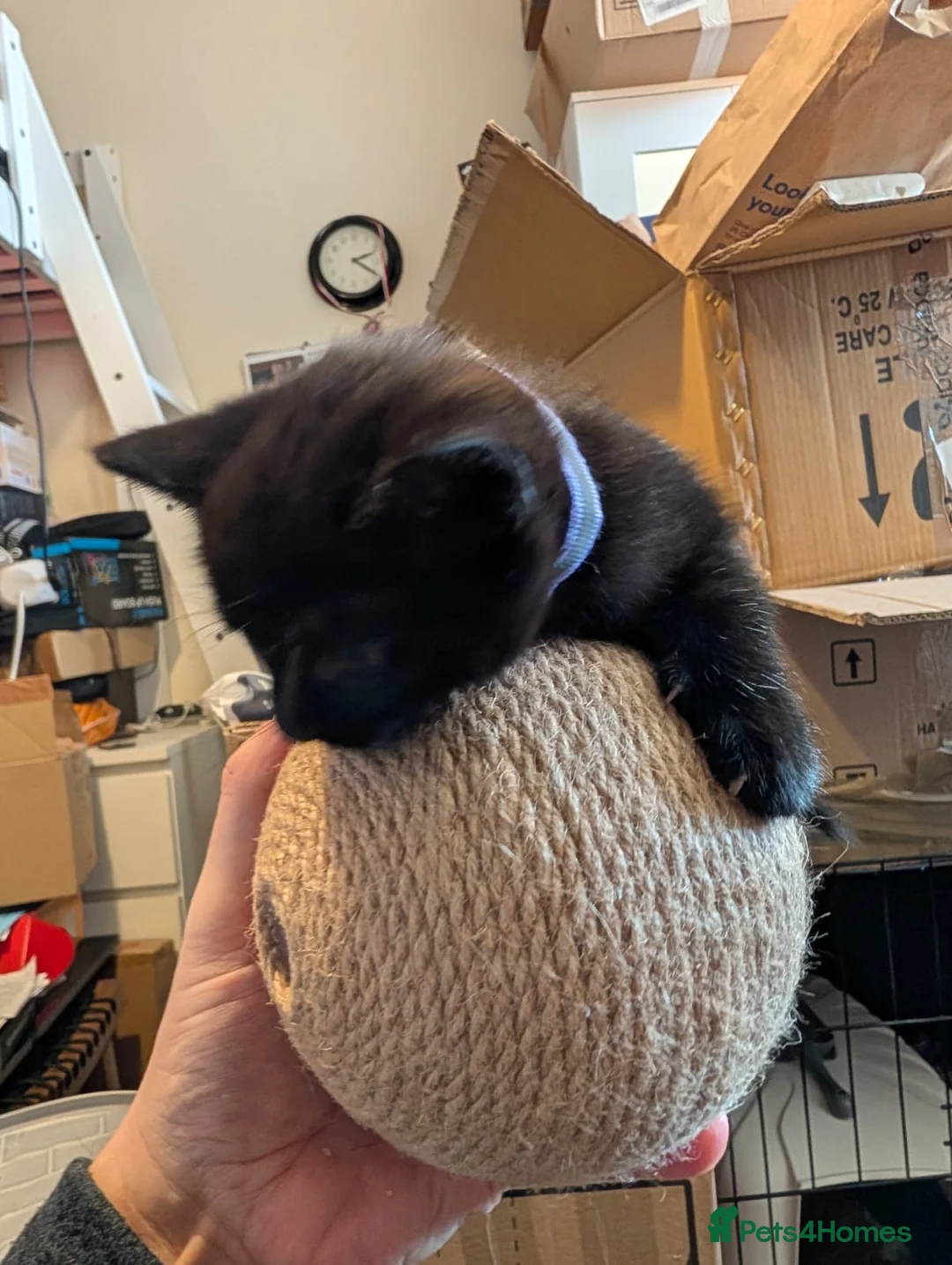 Bombay cats for sale: 🐾 Loving Homes Wanted for 4 Roxy’s Kittens 🐾 - Advert 33